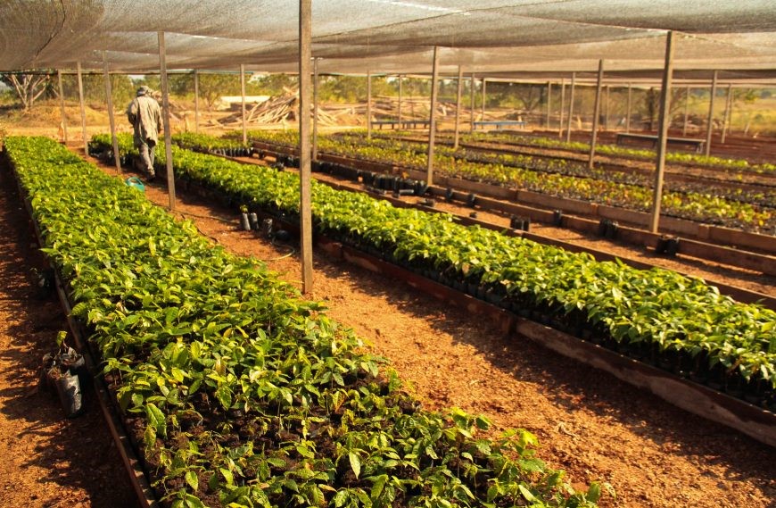 Foto de um plantio